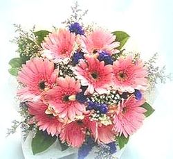pink gerberas