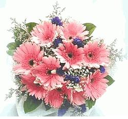 pink gerberas