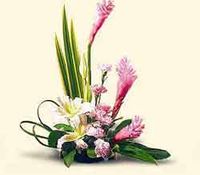 Pink Ginger
