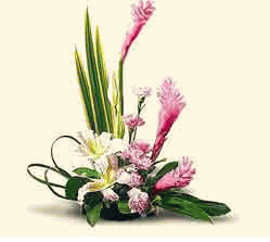 Pink Ginger