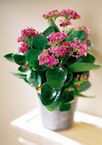 Pink Kalanchoe  