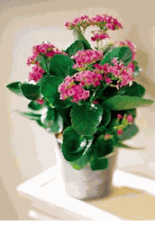 Pink Kalanchoe  