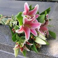 Pink lilies