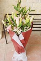 Pink lilies