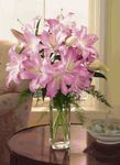 Pink Lilies