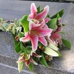 Pink lilies