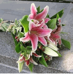 Pink lilies