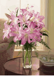 Pink Lilies