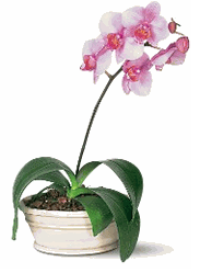 Pink Phalaenopsis Orchid
