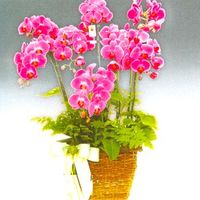 Pink phalaenopsis orchids