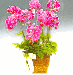 Pink phalaenopsis orchids