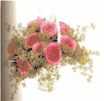 Pink Princess Roses
