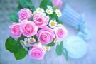 Pink rose 12 stems