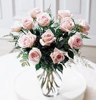 Pink Rose, Hoa Hong  