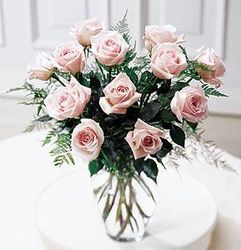 Pink Rose, Hoa Hong  