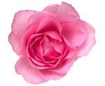 pink roses