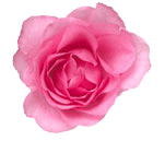 pink roses