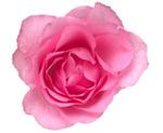 pink roses