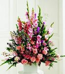 Pink Symphony
