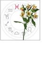 pisces: February 20 - march 20