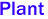 Plant