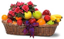 Plant and Fruit Basket