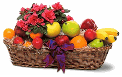 Plant and Fruit Basket