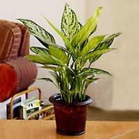 Plants 