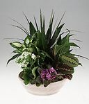 Plants