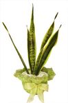 Plants