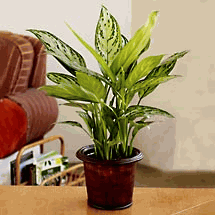 Plants 