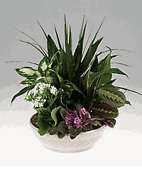 Plants