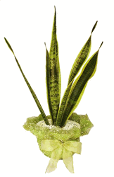 Plants