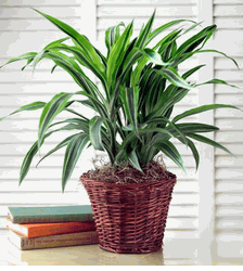 Plants