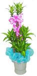 Plants 5 feet tall