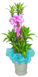 Plants 5 feet tall