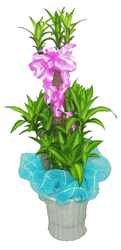 Plants 5 feet tall