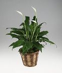 Plants 6" Spathiphyllum plant in natural basket.