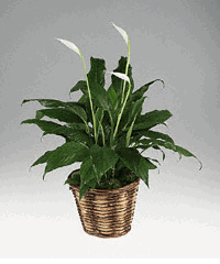 Plants 6" Spathiphyllum plant in natural basket.