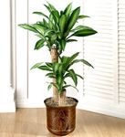 Plants - Cay Xanh-DishGarden