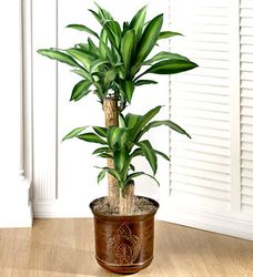 Plants - Cay Xanh-DishGarden