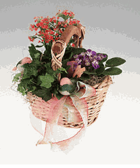 Plants Green and blooming garden in a basket.