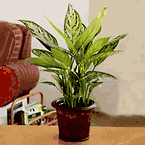 Plants- Saigon Plants- cay xanh vietnam