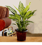 Plants- Saigon Plants- cay xanh vietnam