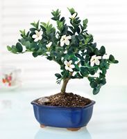 plum bonsai- Hoa Mai Tu Quy