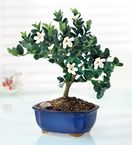 plum bonsai- Hoa Mai Tu Quy