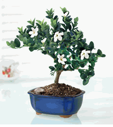plum bonsai- Hoa Mai Tu Quy