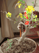  Plum Tree 
