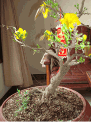  Plum Tree 