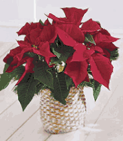 Poinsettia